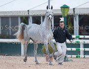 x del Buttasella Tosc Tour2013- S5 1722 : Arezzo, Cavalli d'Italia, Clara del Buttasella, Toscana Tour 2013, foto di Stefano Secchi ©